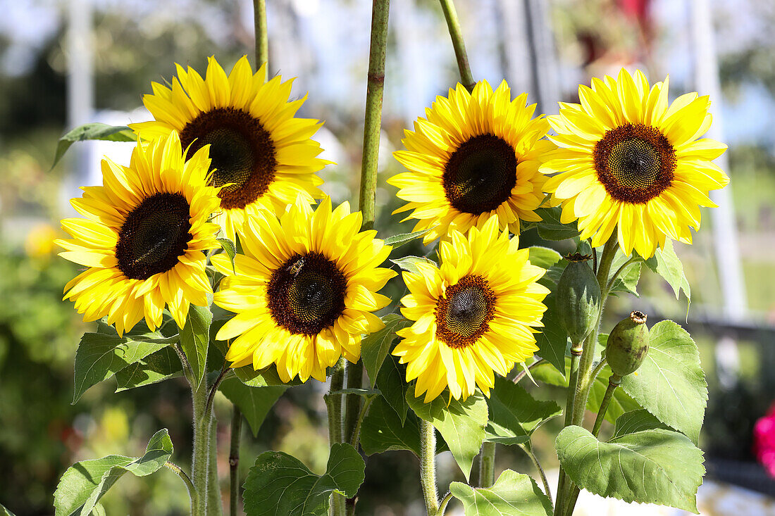 Strauß aus Sonnenblumen und Mohnkapseln in Milchkannen