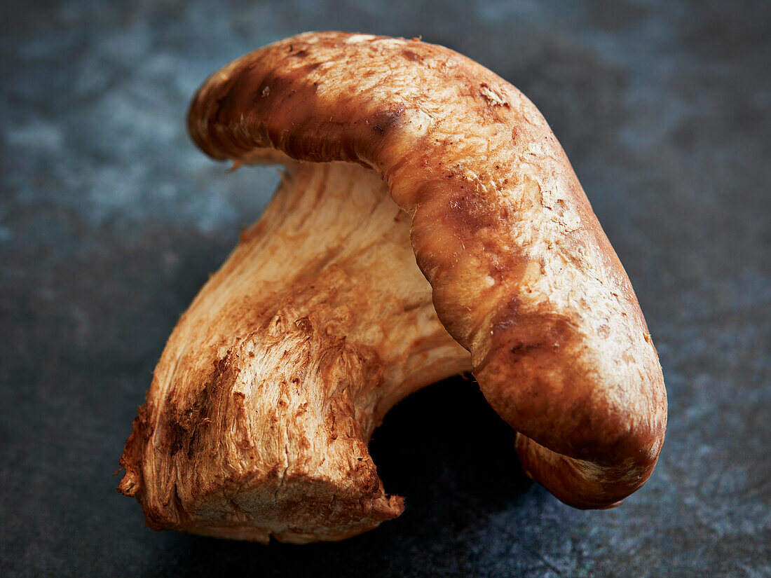 Shiitake mushroom (close up)