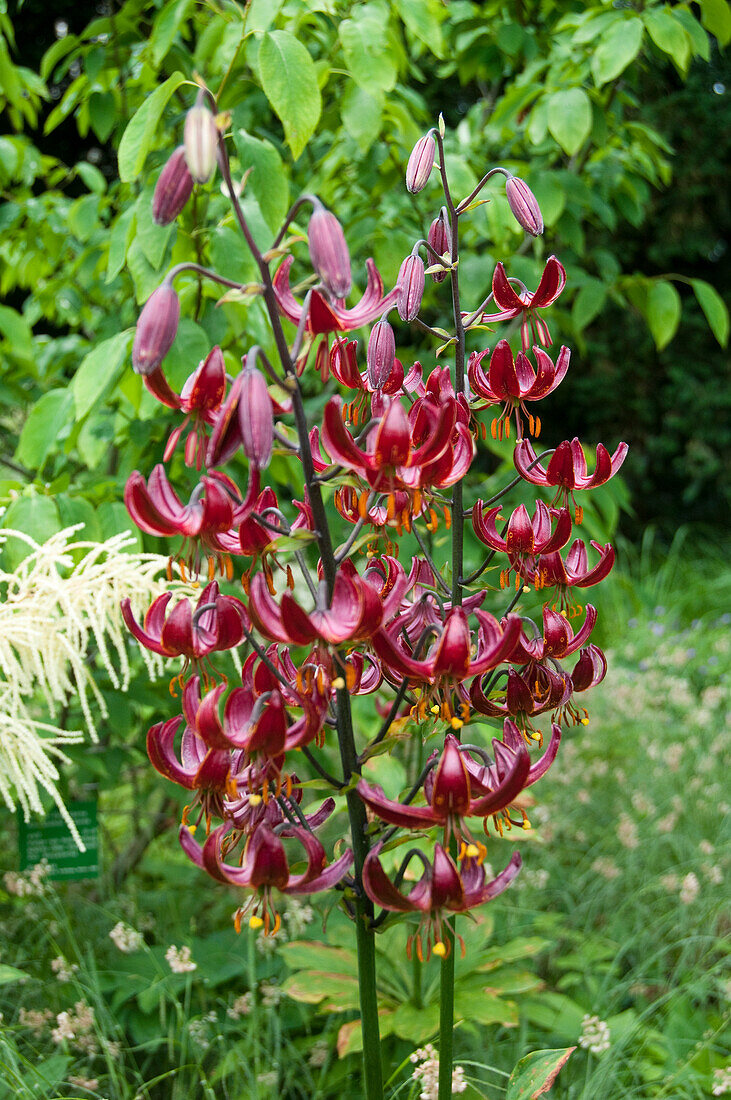 Lilium Claude Shride