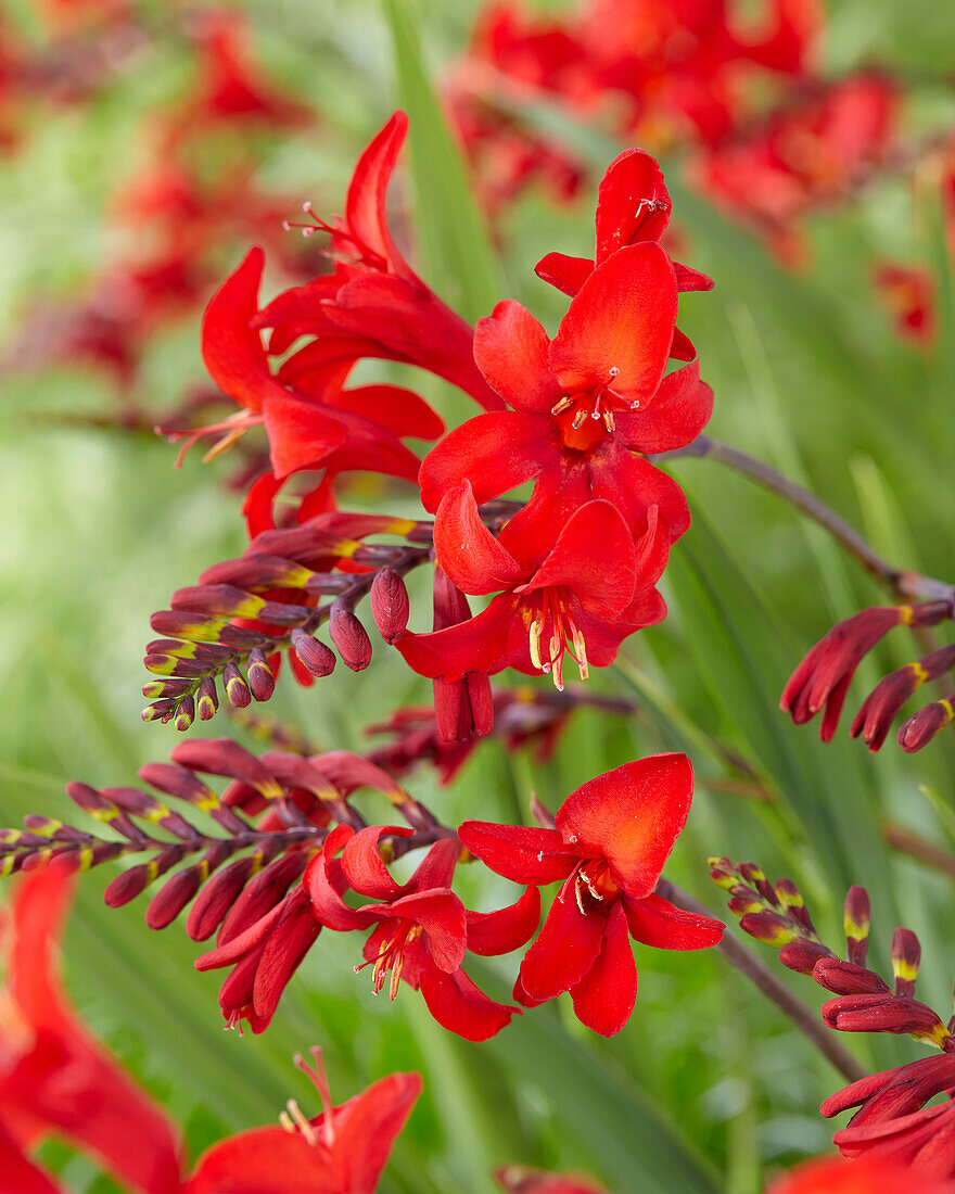 Montbretien (Crocosmia) 'Firestars Diablo'