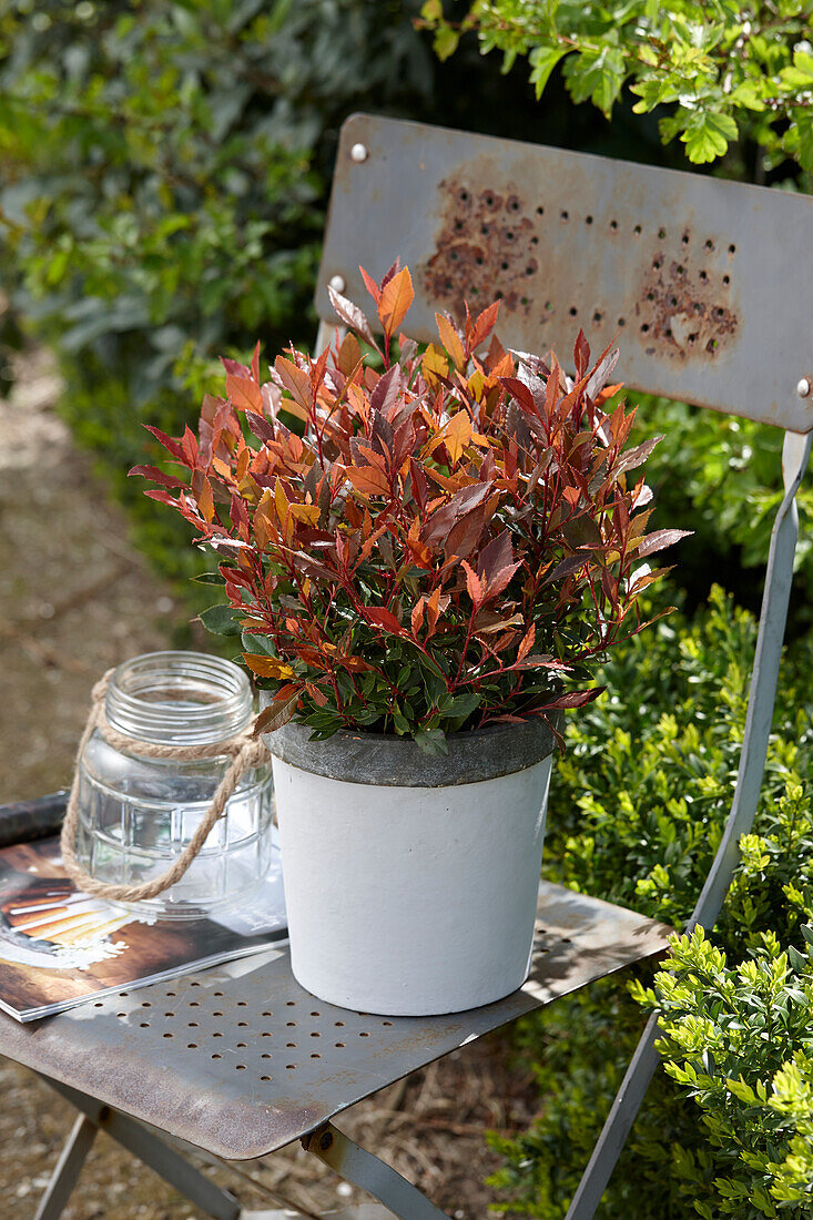 Photinia Chico