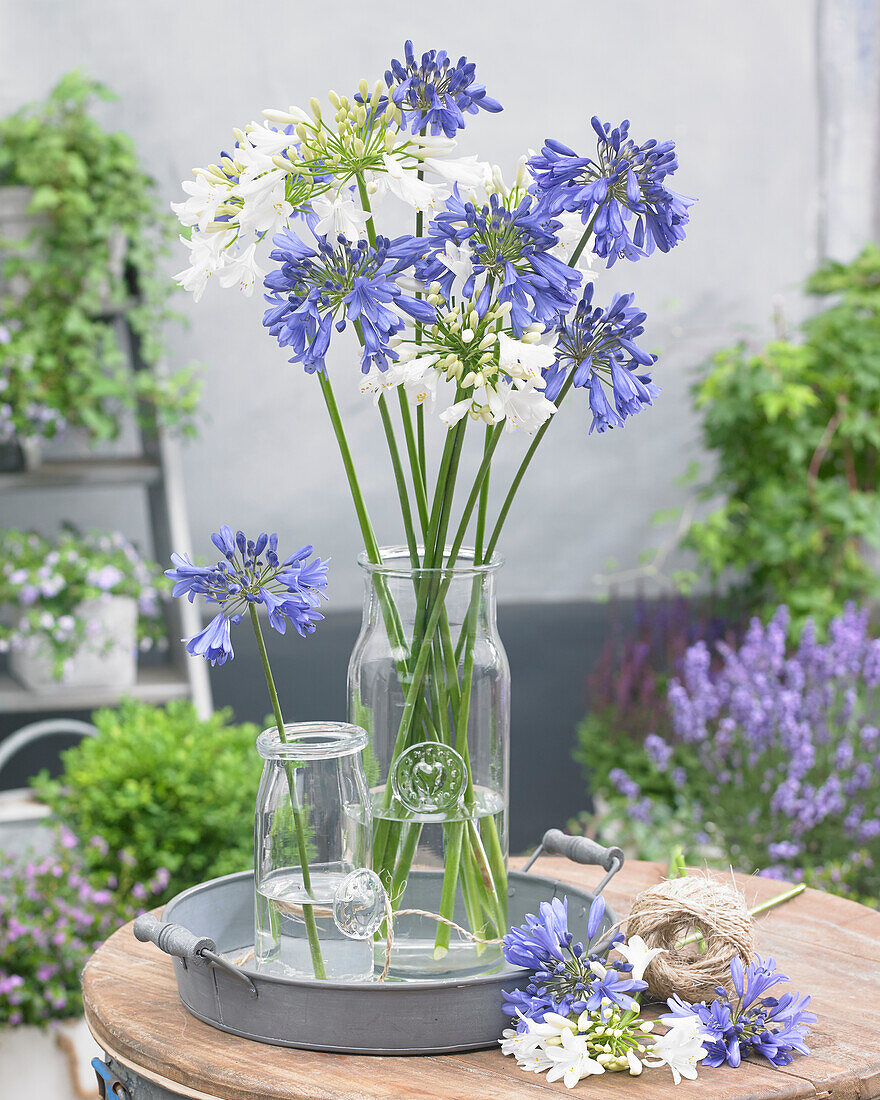 Agapanthus Ever Sapphire , Ever White