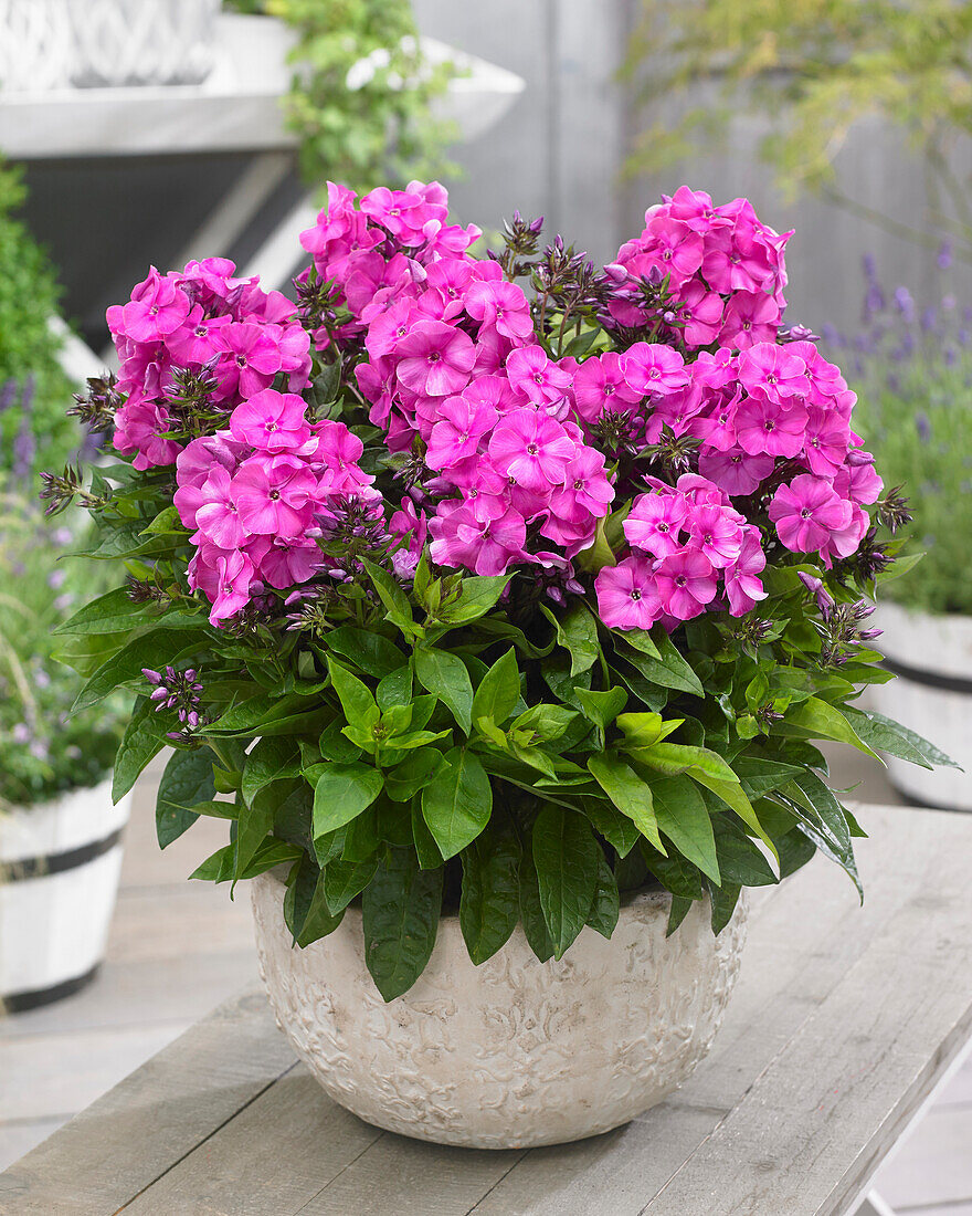 Phlox Bambini Sweet Tart