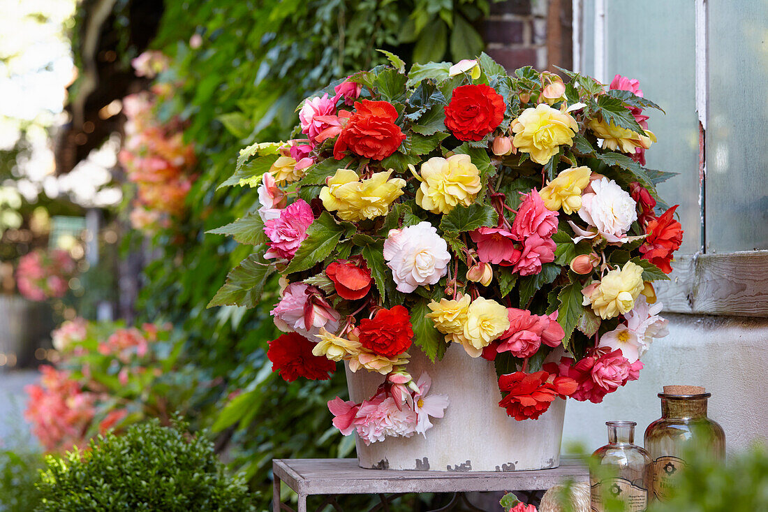 Duft-Begonie (Begonia odorata)