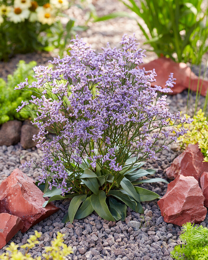 Limonium Dazzle Rocks