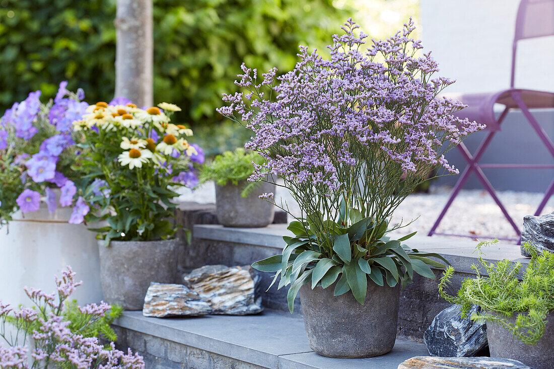 Limonium Dazzle Rocks