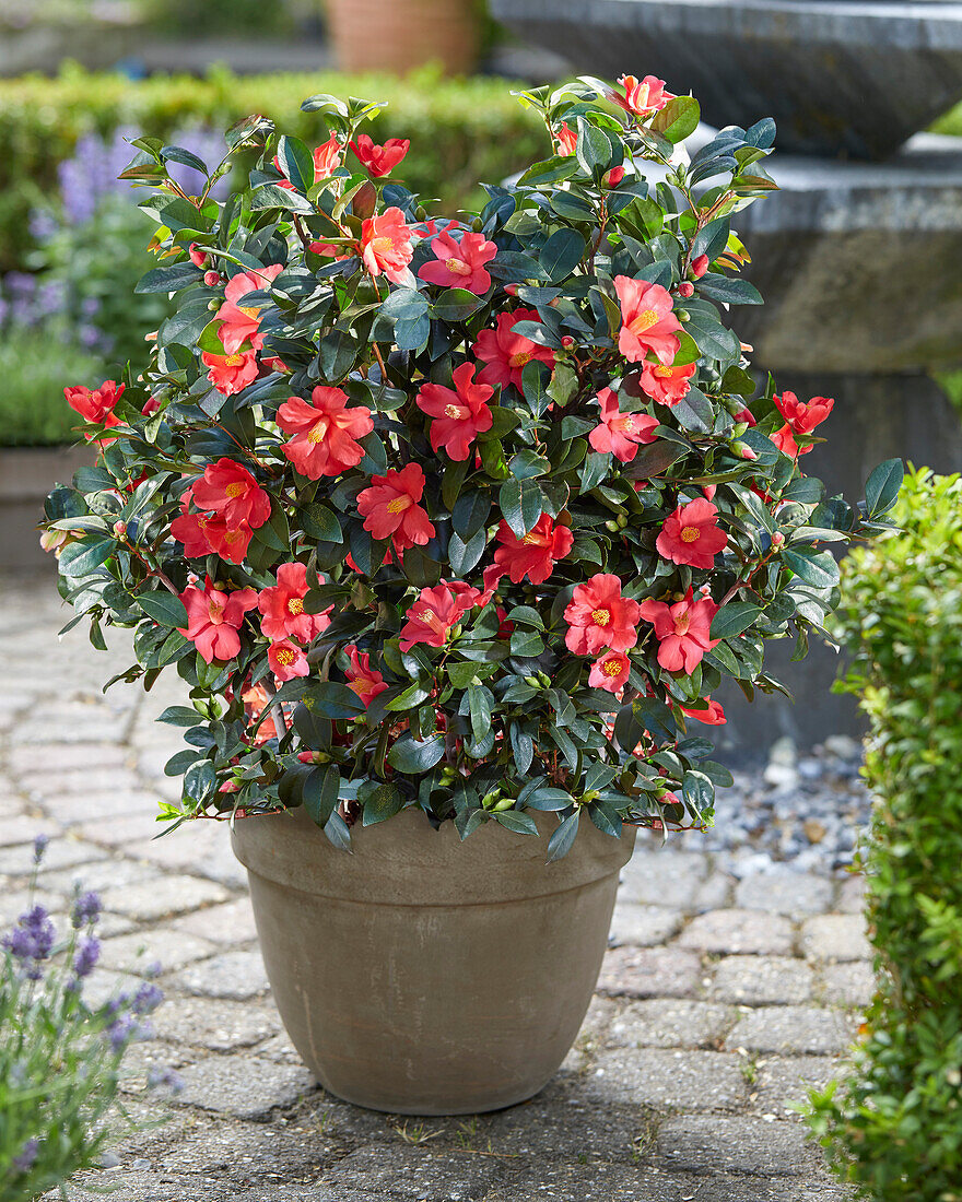 Camellia 1001 Summer Nights Jasmine