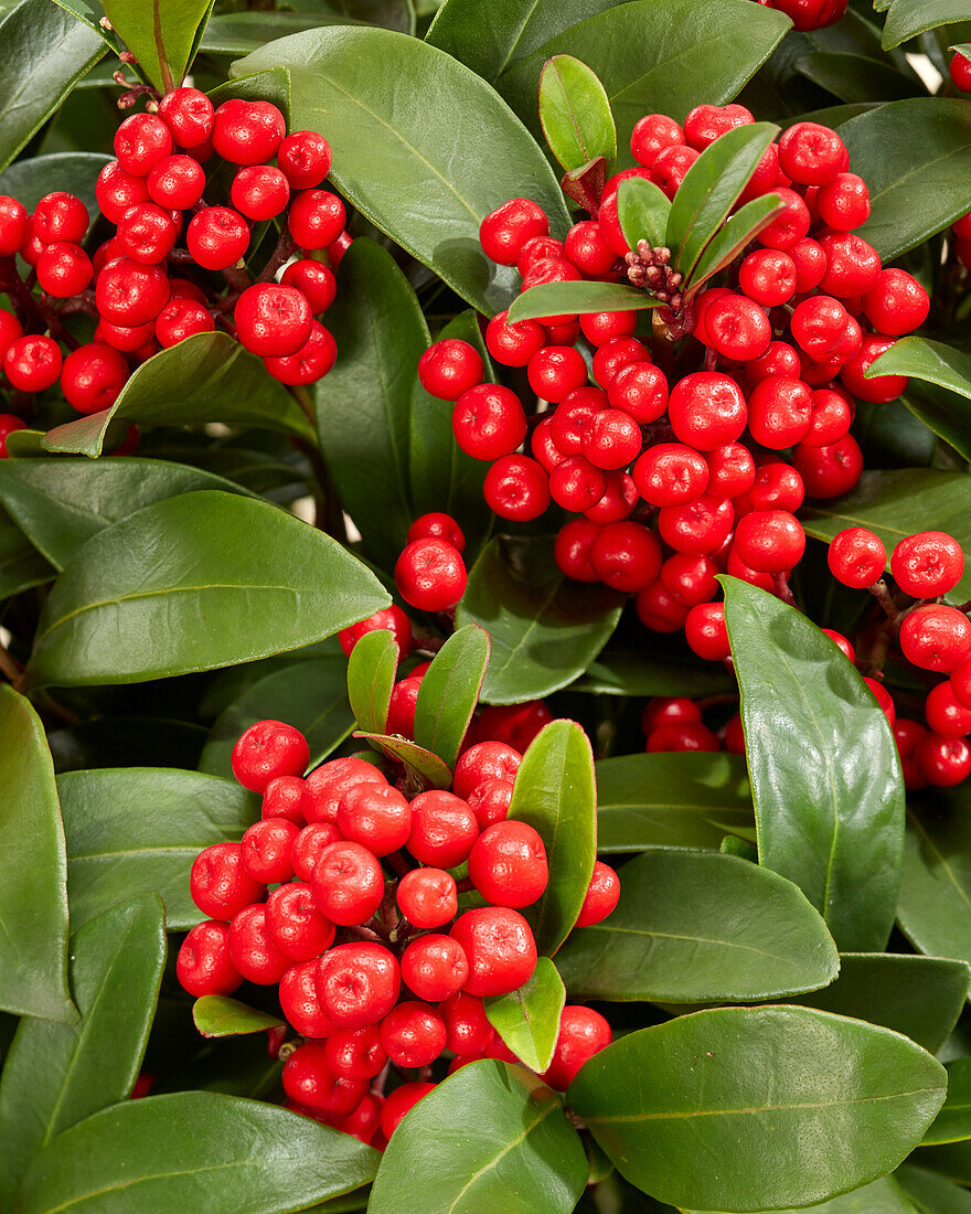 Skimmie (Skimmia japonica) 'Mamma Mia 1'