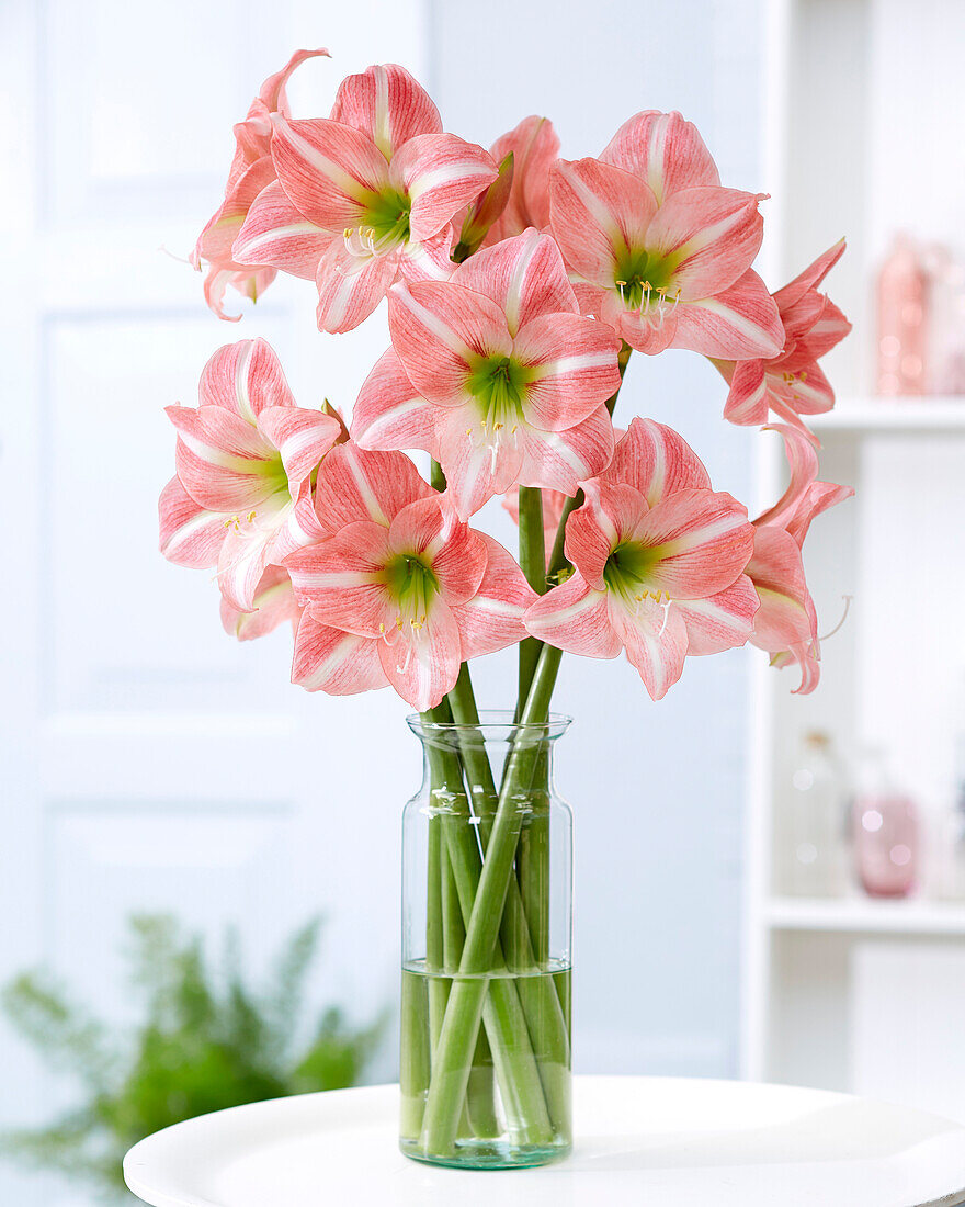 Ritterstern (Hippeastrum) 'Sweet Dreams'