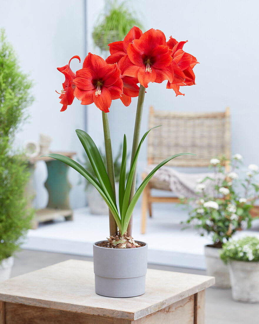 Hippeastrum Lovely Lady
