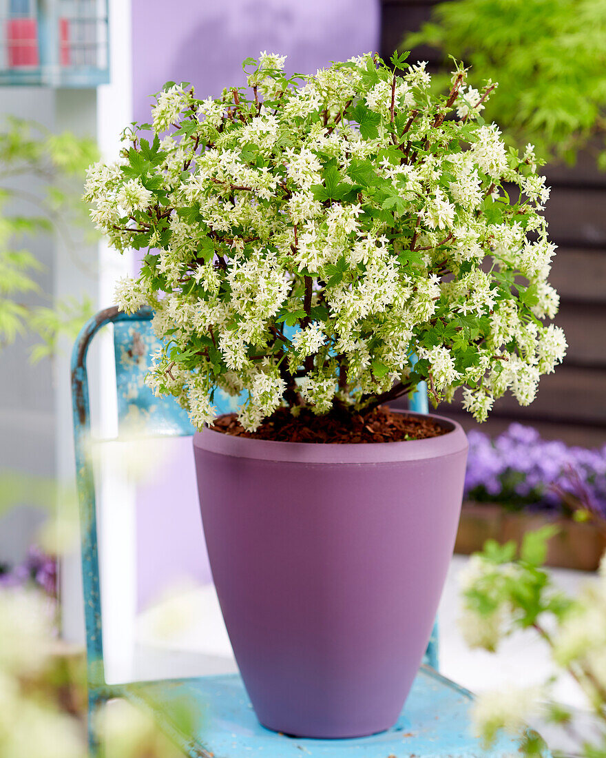 Ribes sanguineum Oregon Snowflake