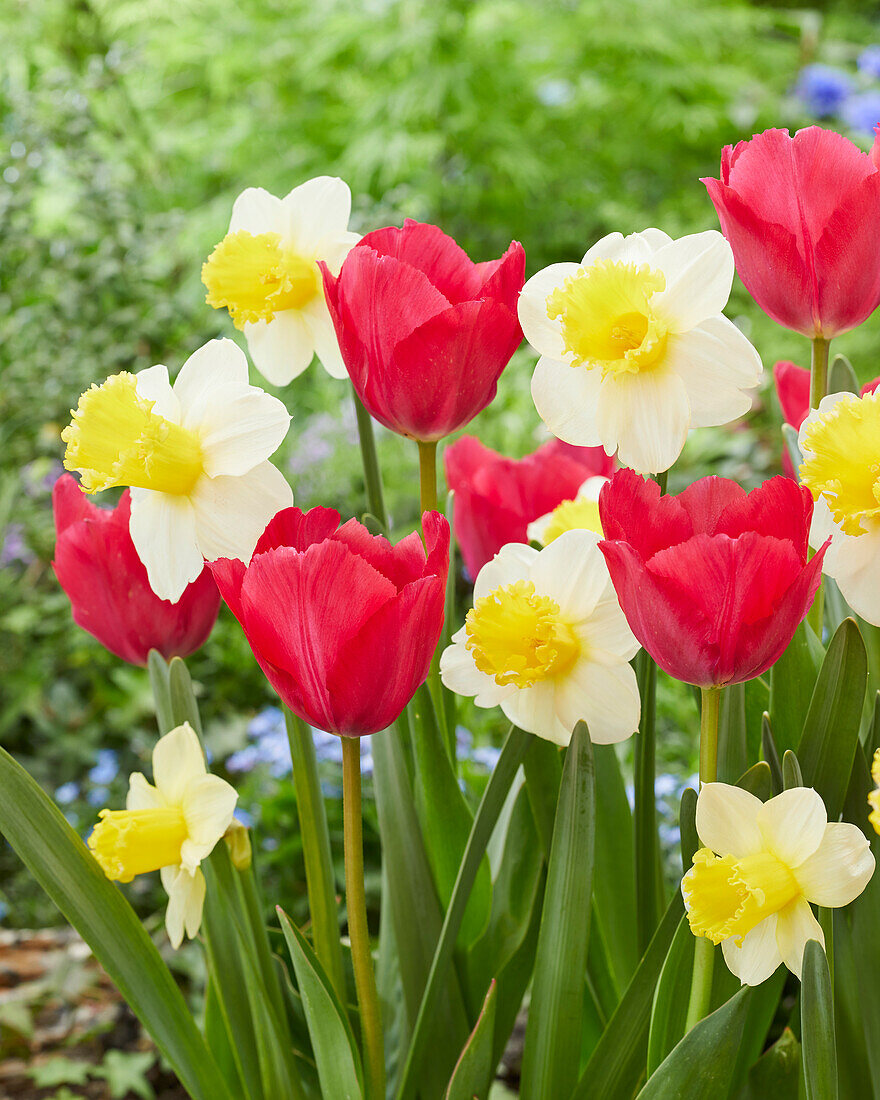 Tulpe Tulipa Lady Van Eijk Narzisse Bild Kaufen 13667981 Gartenbildagentur Friedrich