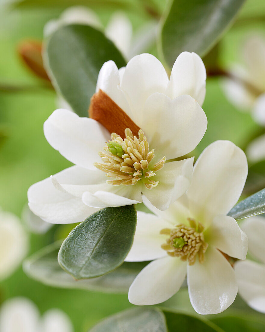Magnolia laevifolia 'Vanilla Pearls' (auch 'Michelia')