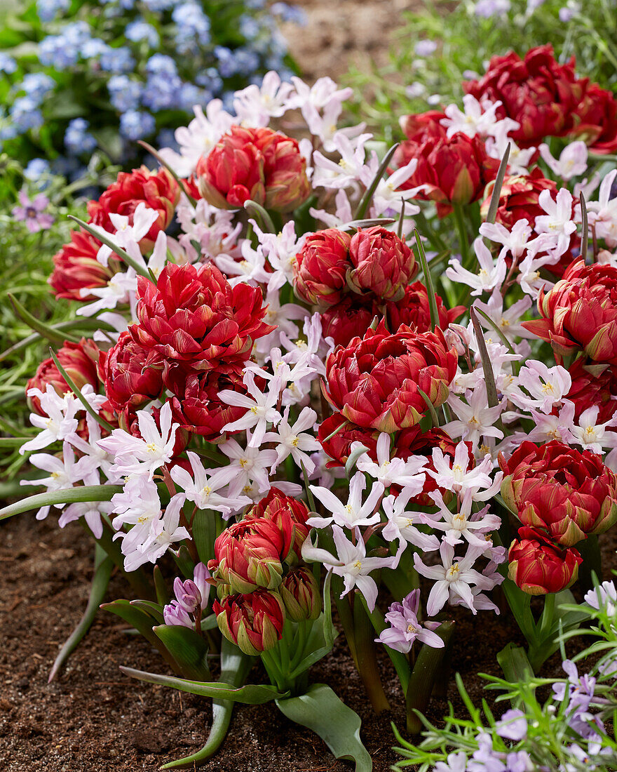 Tulipa Samantha, Chionodoxa Rosea