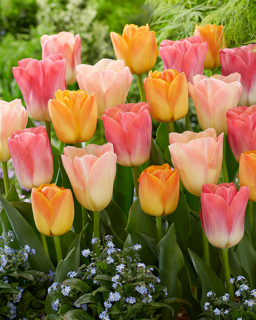 Tulipa mix