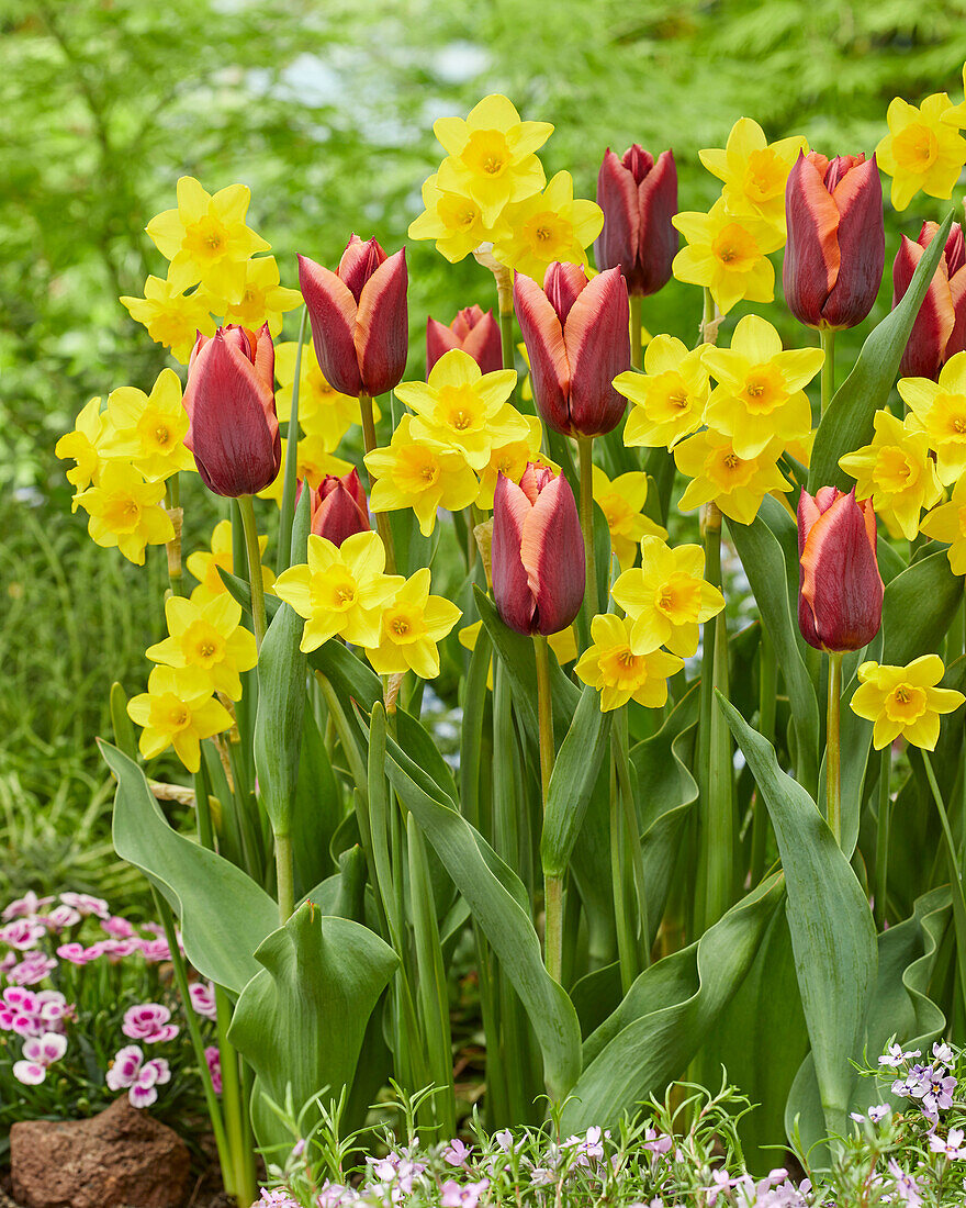 Narcissus Garden Opera, Tulipa Slawa