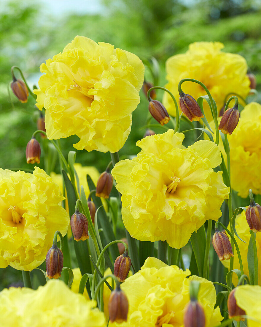 Narzisse (Narcissus) 'Flyer' und Fuchstrauben-Fritillarie (Fritillaria uva vulpis)