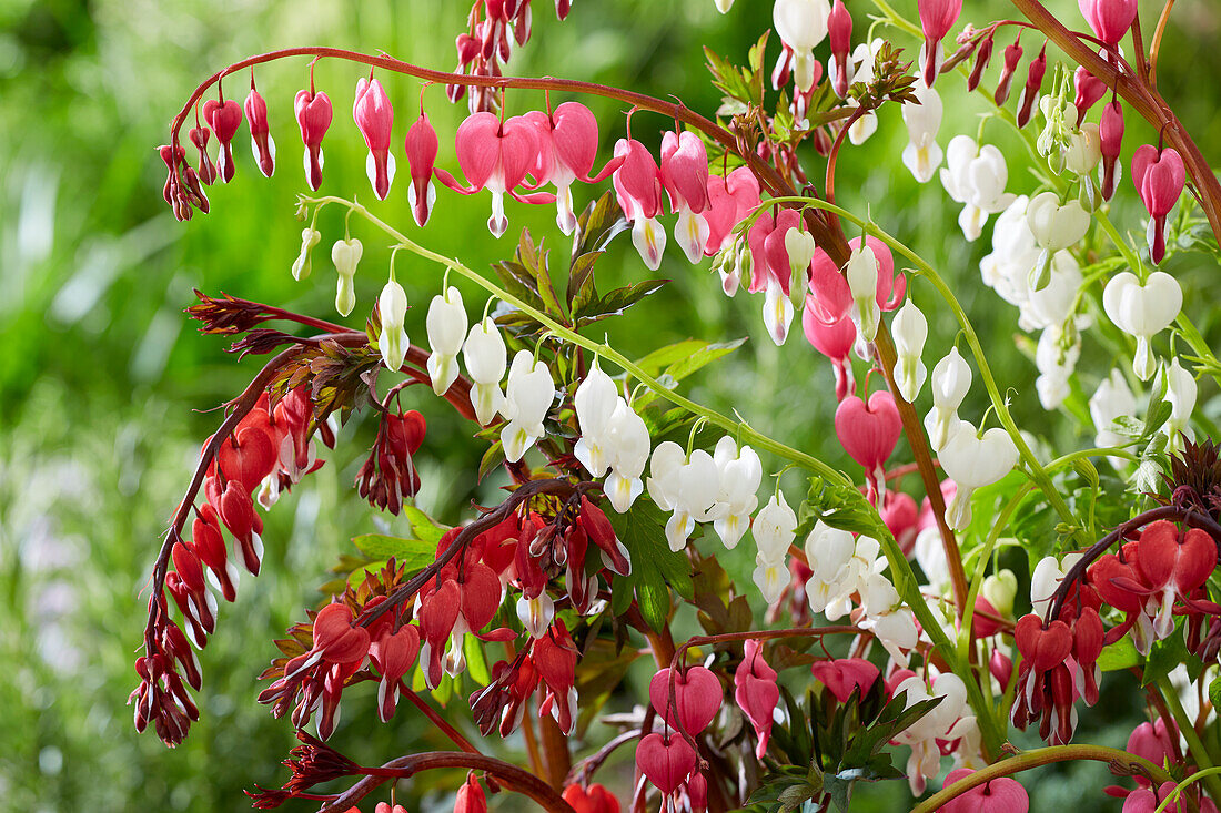 Herzblume (Dicentra) Mischung