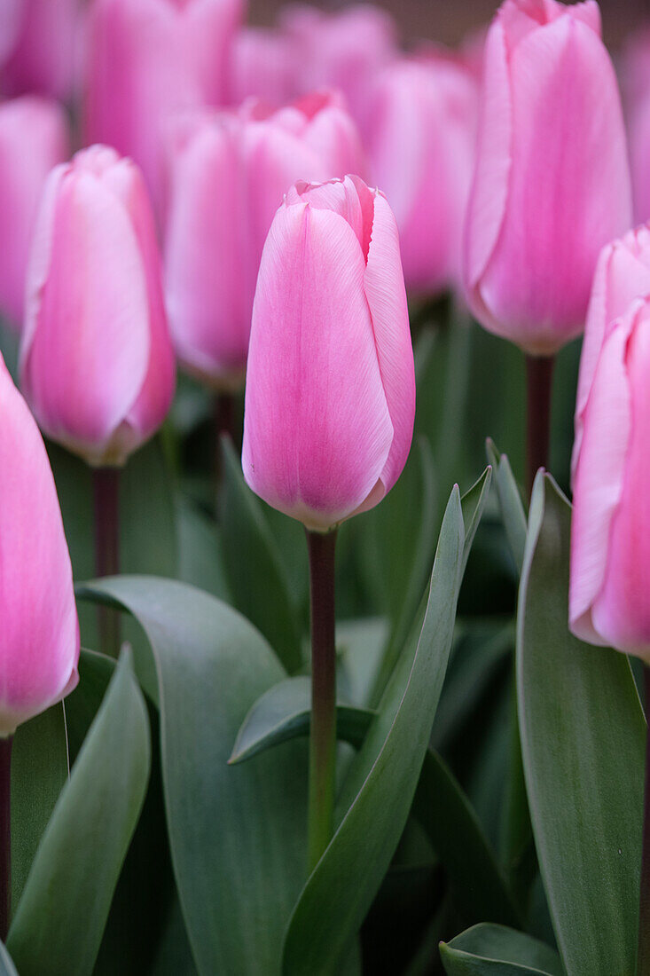 Tulipa Algarve