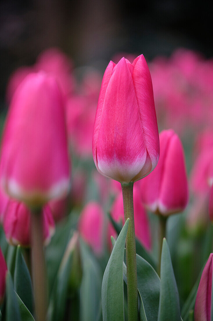 Tulpe (Tulipa) 'Rosy Delight'