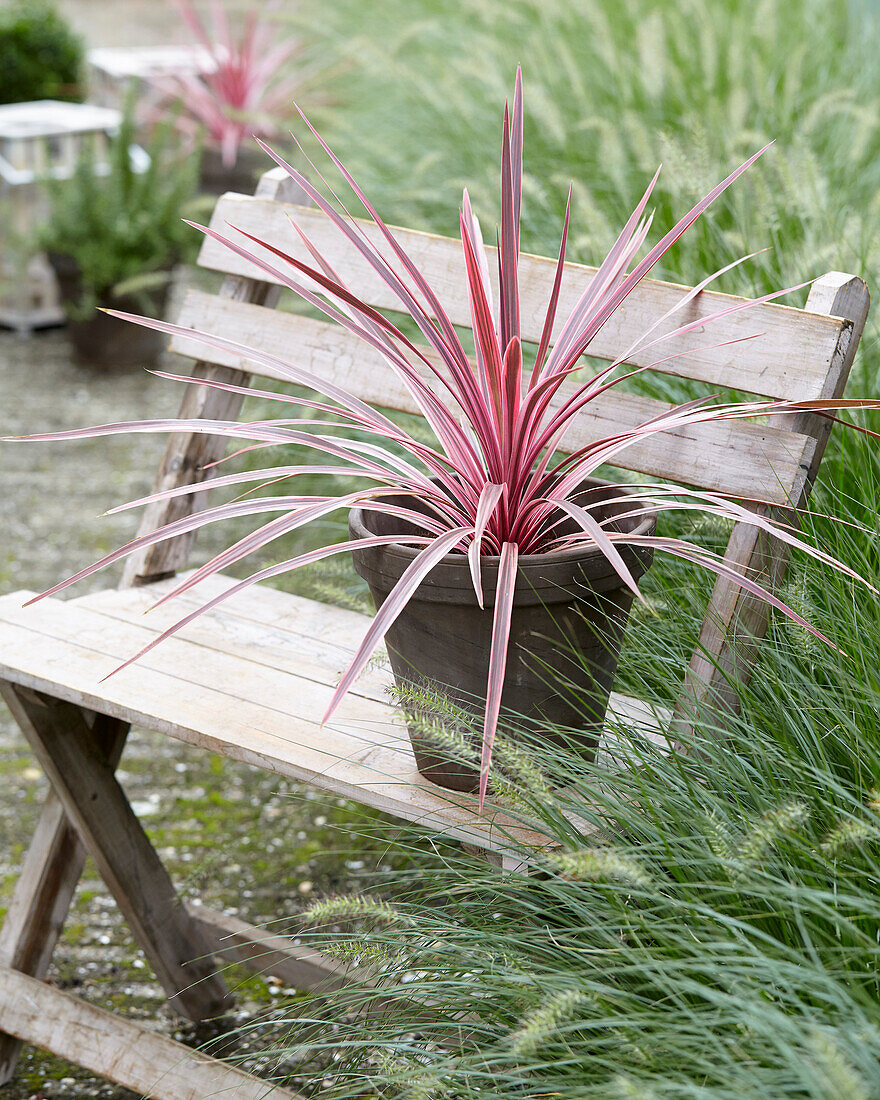 Cordyline Pink Star