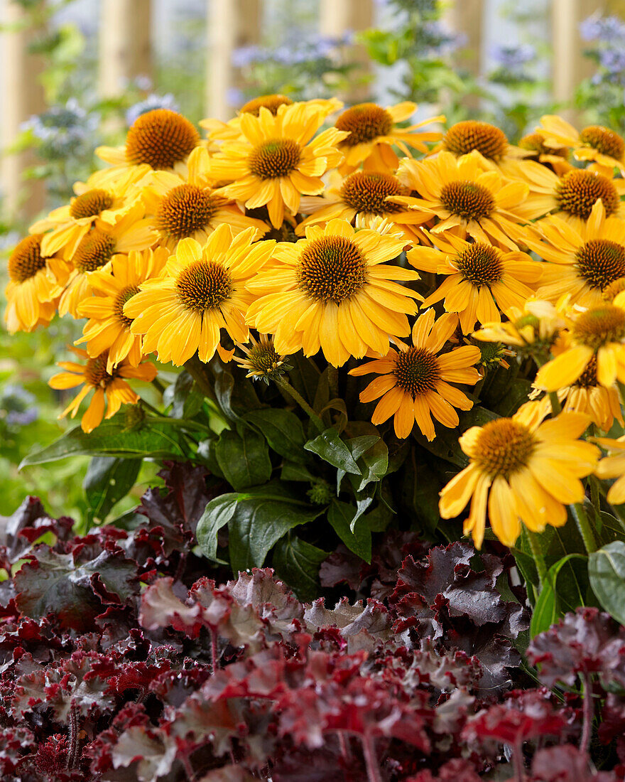 Echinacea Tweety