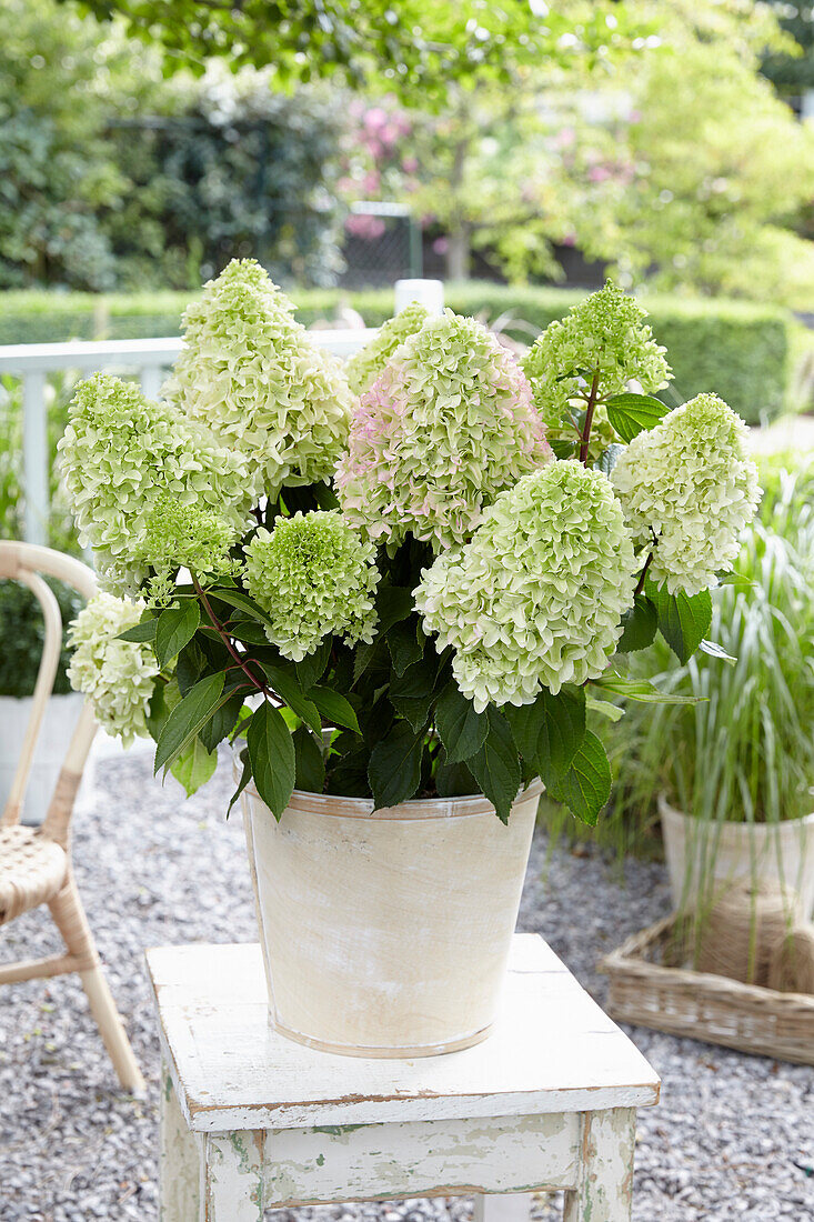 Hydrangea paniculata Little Fresco