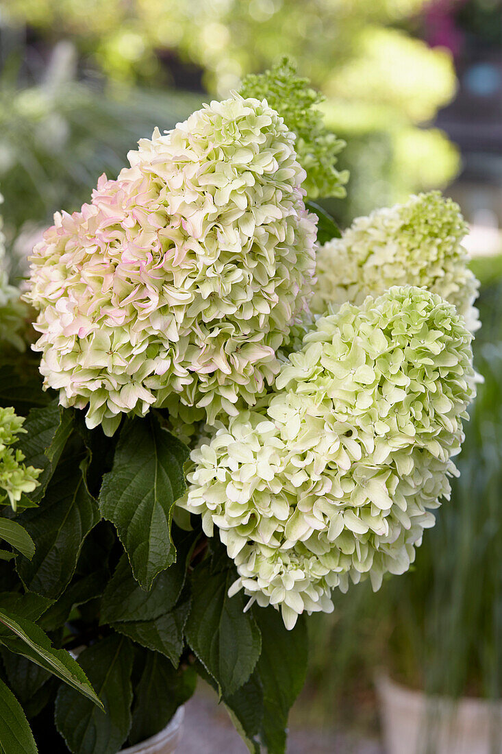 Hydrangea paniculata Little Fresco