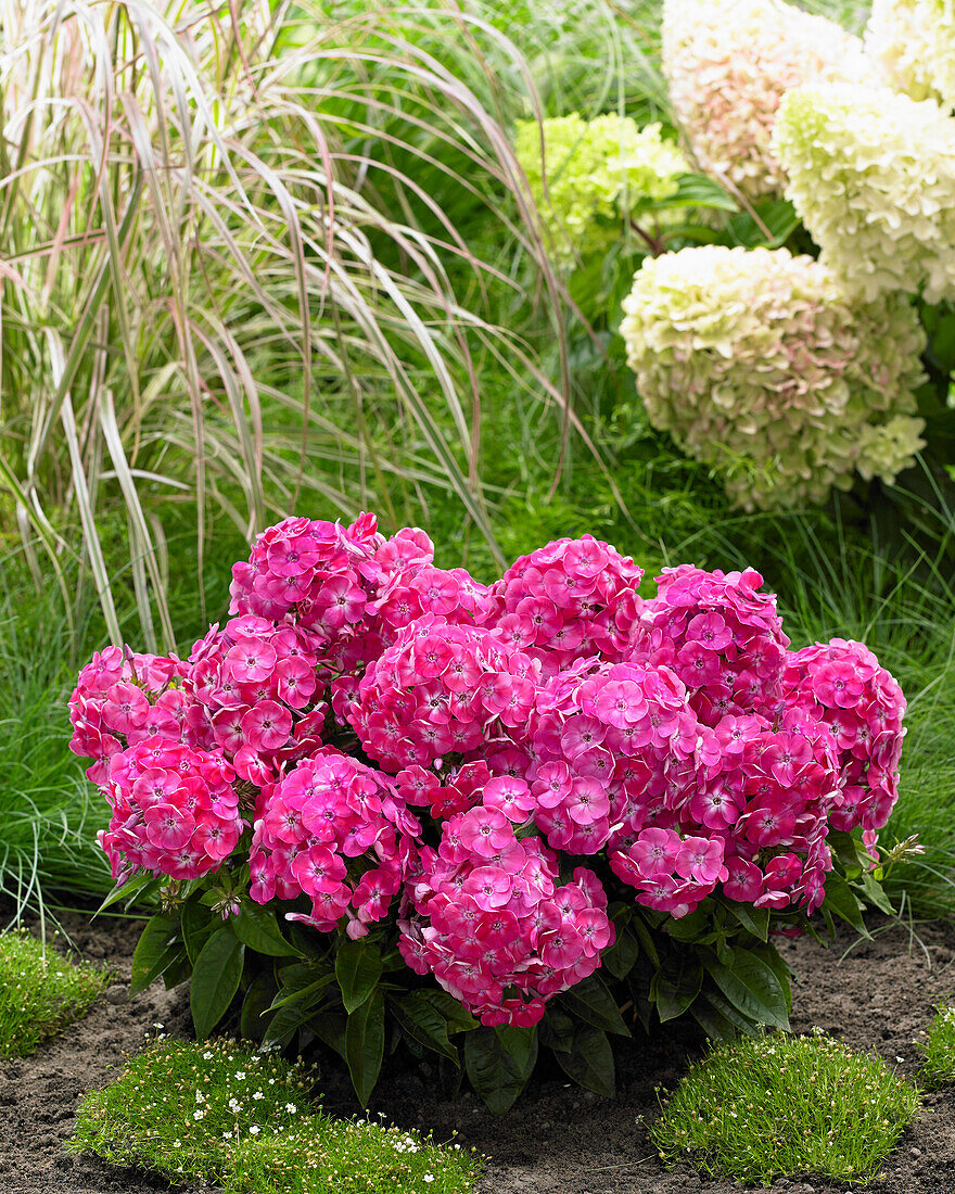 Phlox Bambini Pink