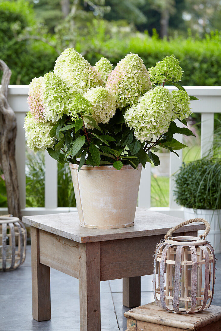 Hydrangea paniculata Little Fresco