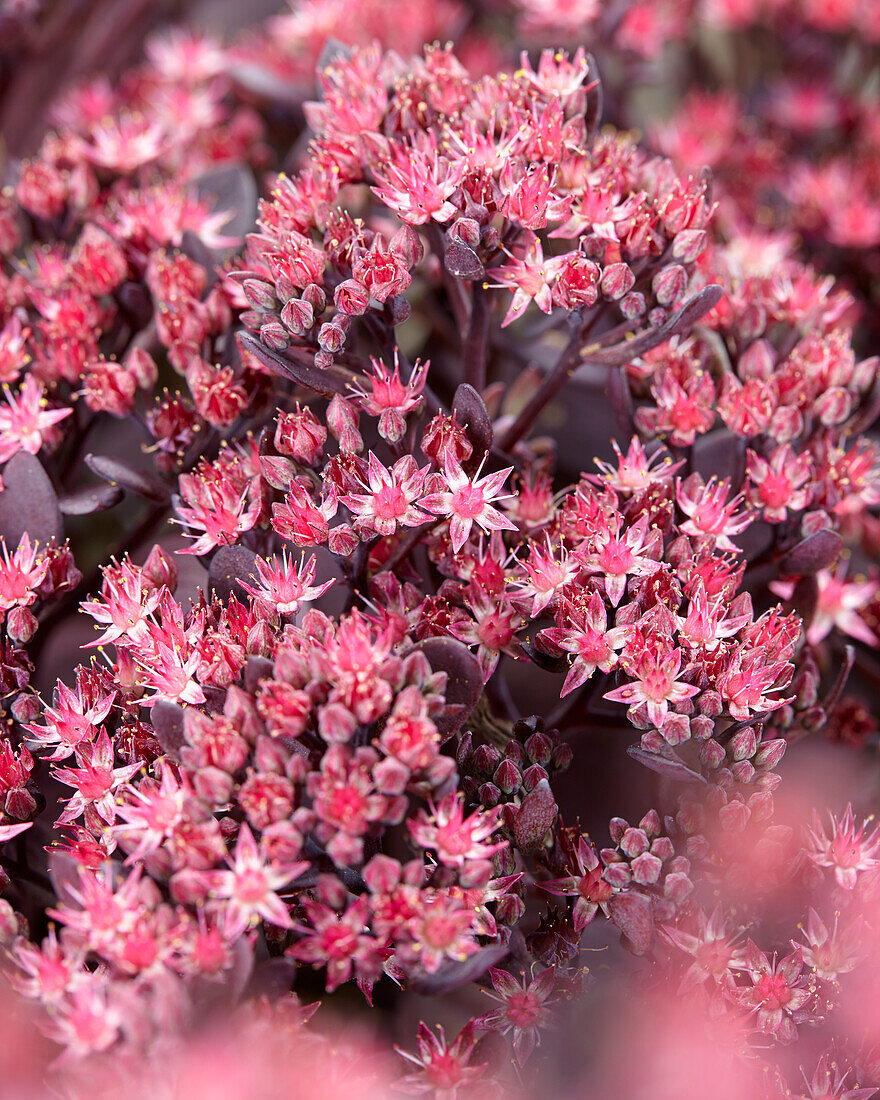 Fetthenne (Sedum) Sun Sparkler® 'Plum Dazzled'