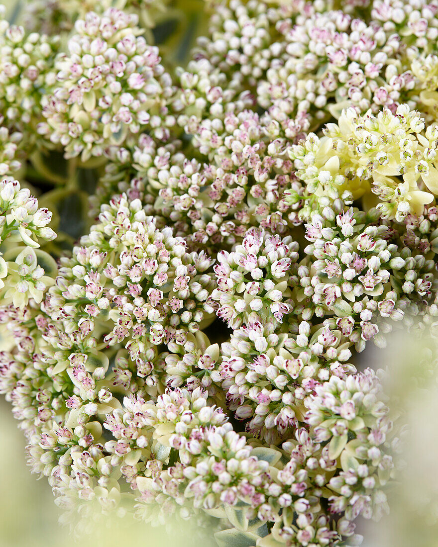 Fetthenne (Sedum) Sun Sparkler® 'Lime Twister'