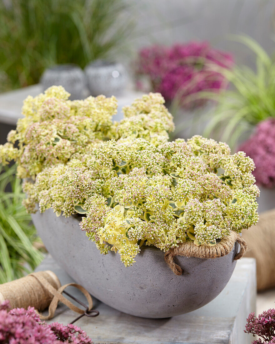 Fetthenne (Sedum) Sun Sparkler® 'Lime Twister'