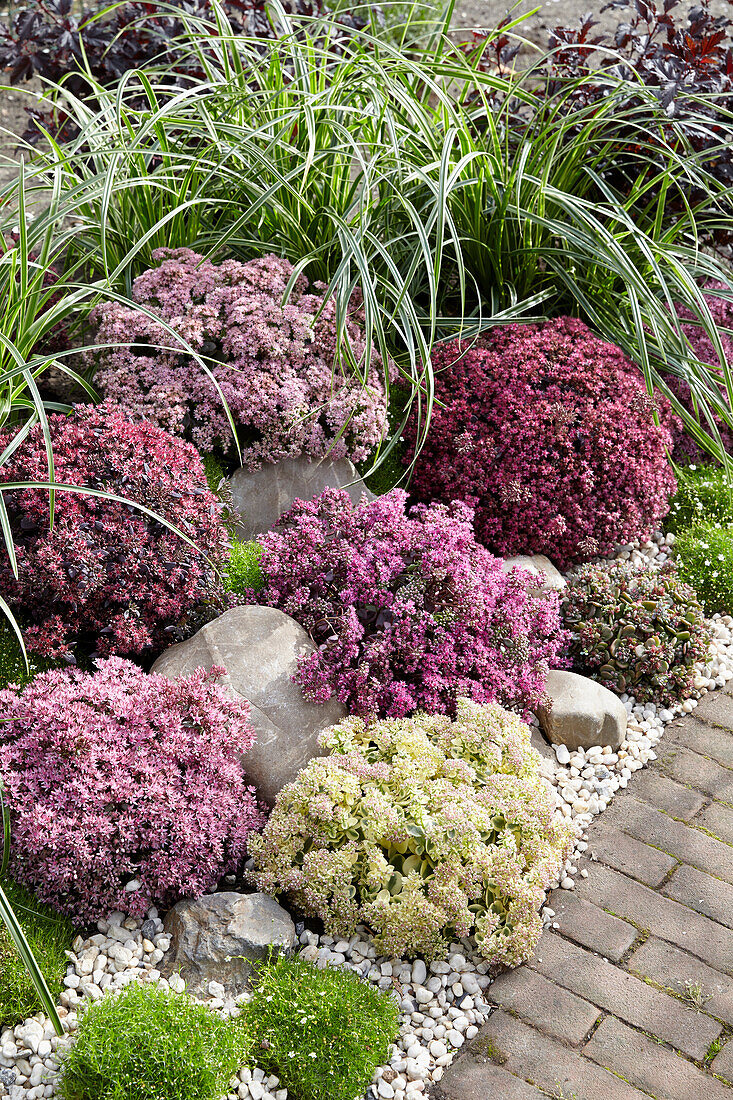 Sedum SunSparkler collection