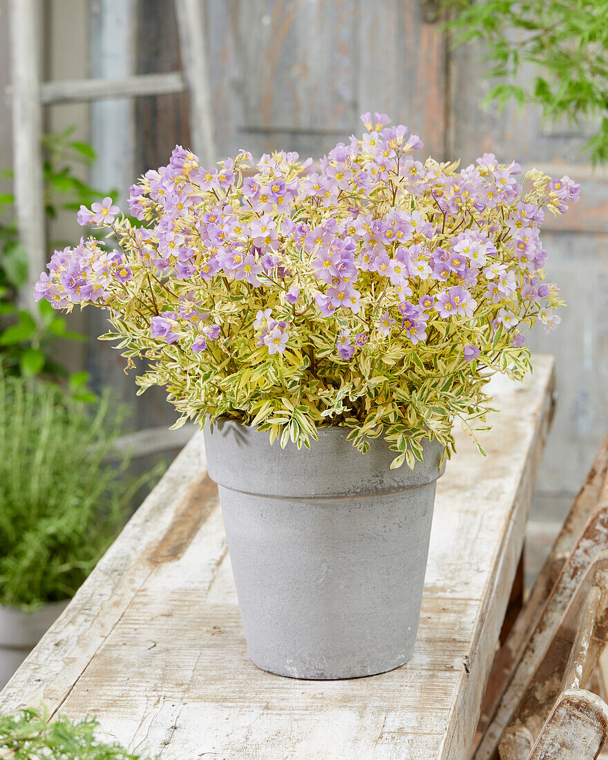 Polemonium Golden Feathers