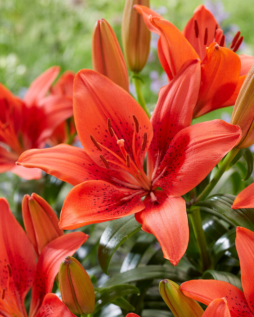 Lilium Happy Heart