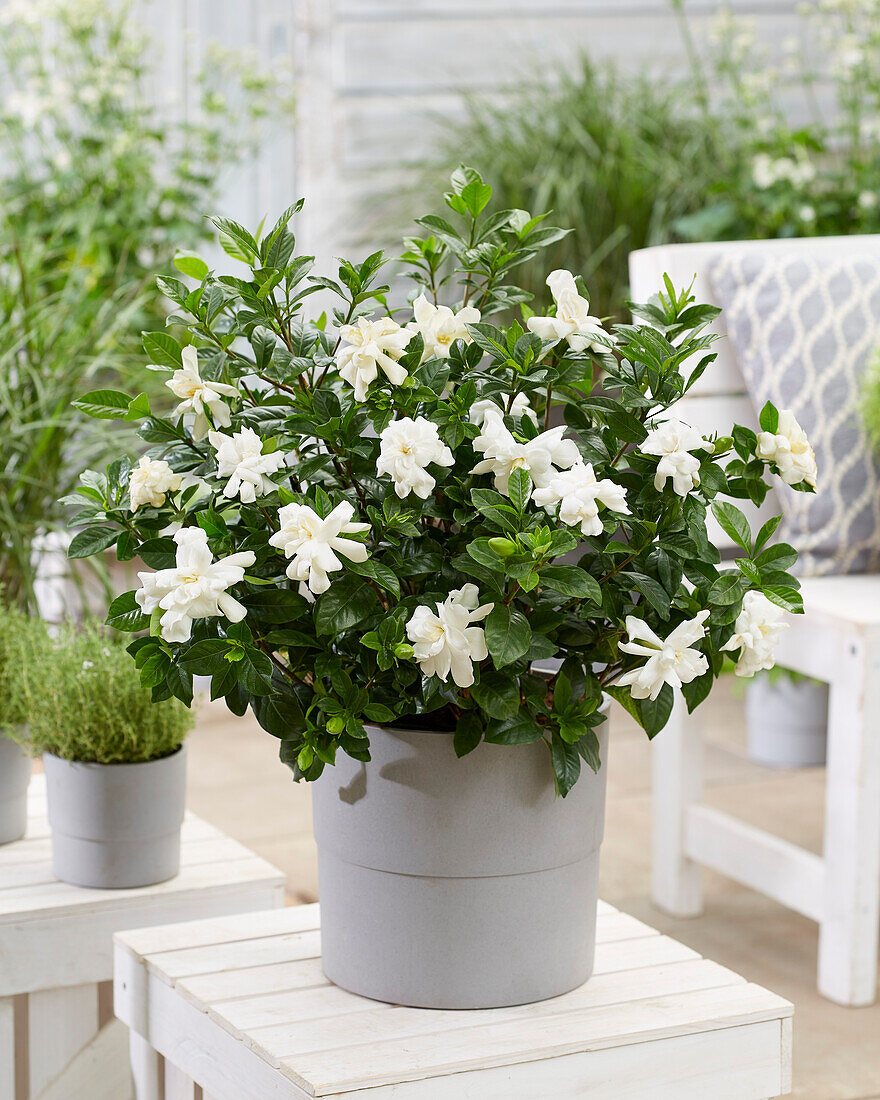 Gardenia Double Diamonds