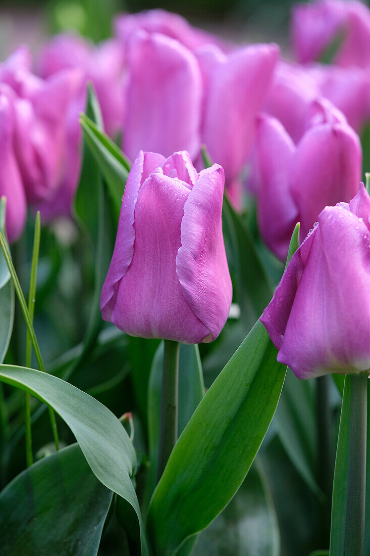 Tulipa Magic Lavender