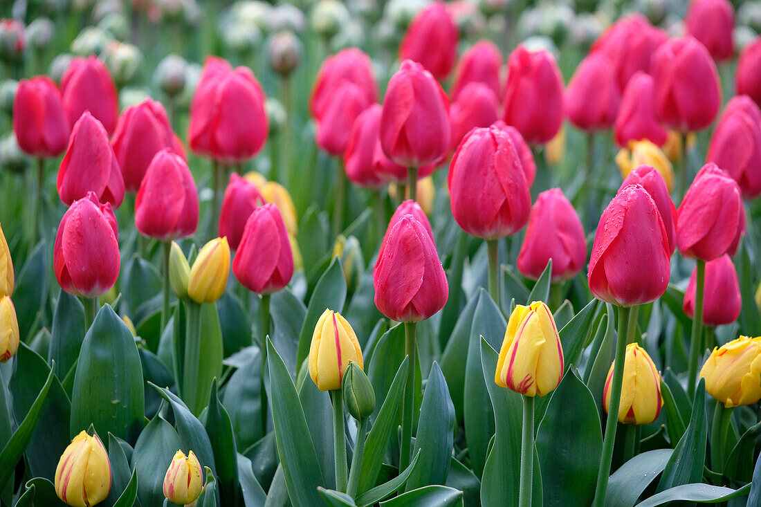 Tulipa Cherry Delight, Tulipa Freedom Flame