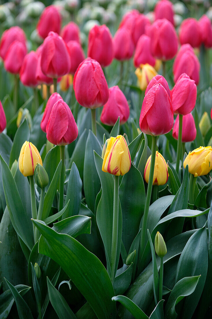 Tulpe (Tulipa) 'Cherry Delight', 'Freedom Flame'