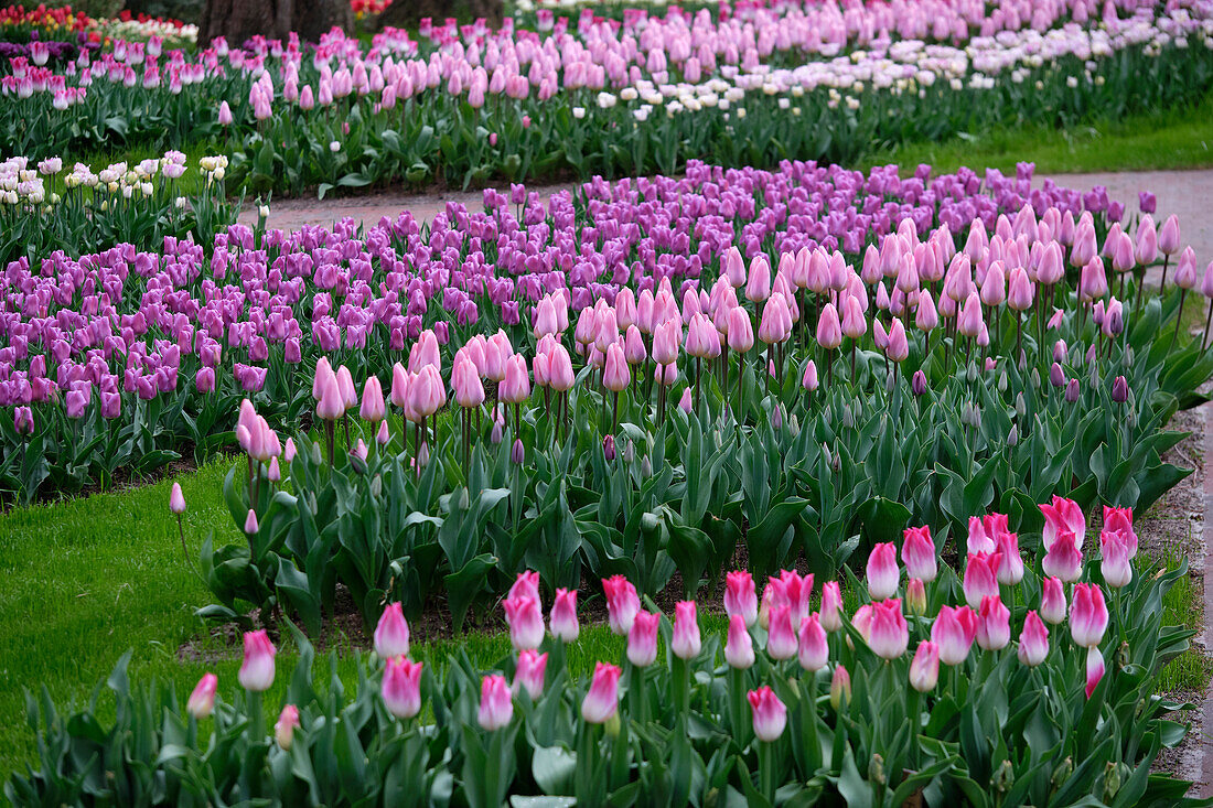 Tulip garden