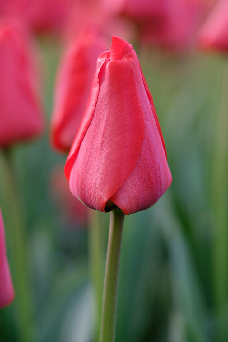 Tulpe (Tulipa) 'Apeldoorn'