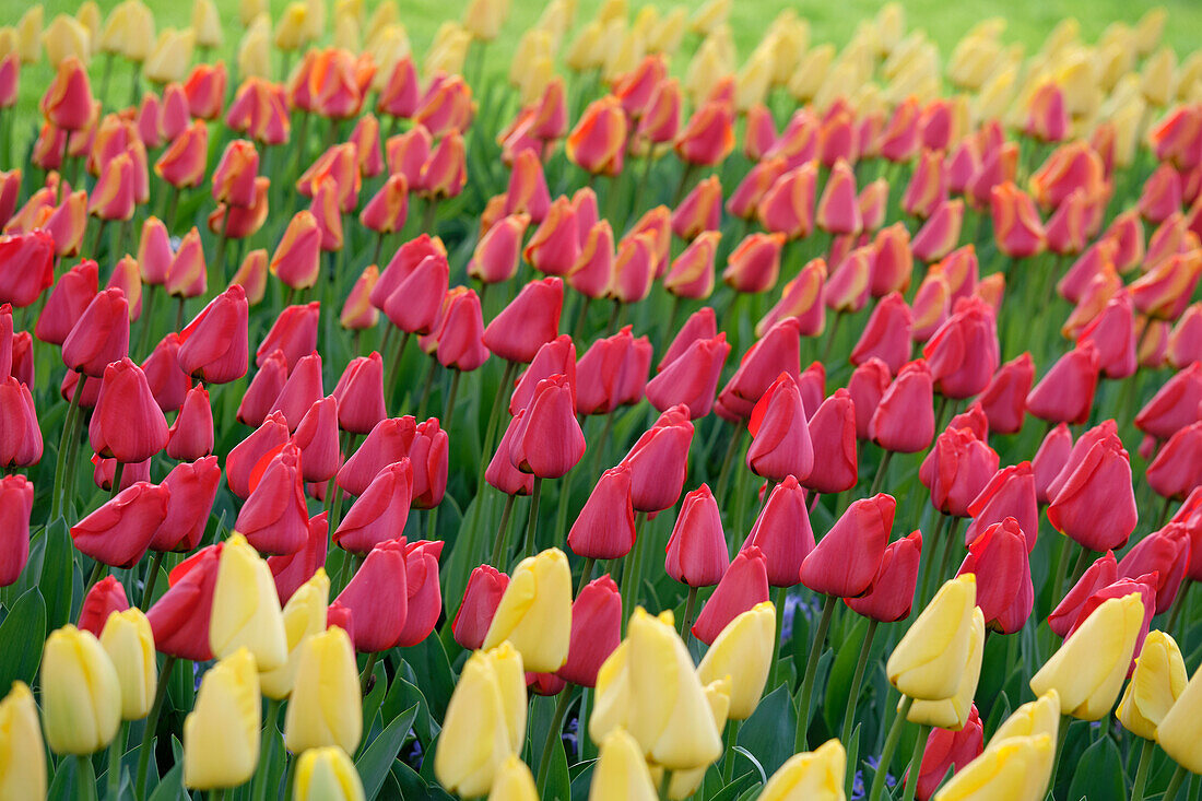 Tulpe (Tulipa) 'Apeldoorn', 'Golden Parade', 'Apeldoorn's Elite'