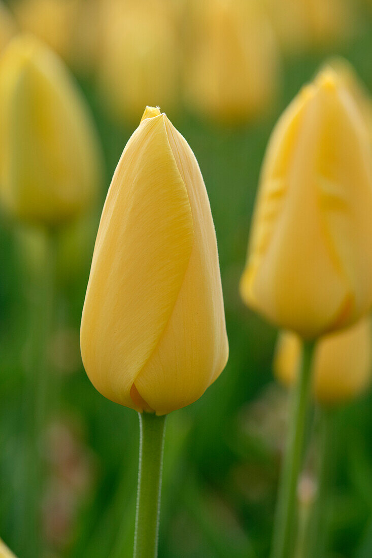 Tulpe (Tulipa) 'Golden Parade'