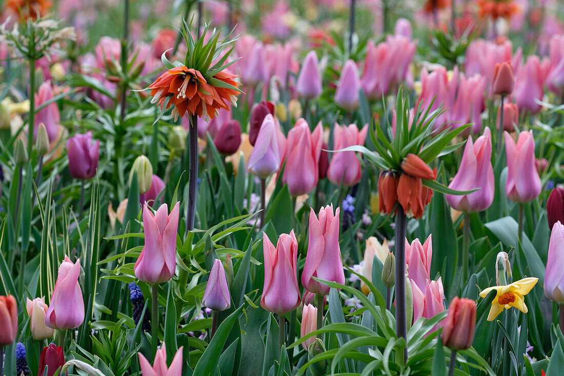 Mixed spring border