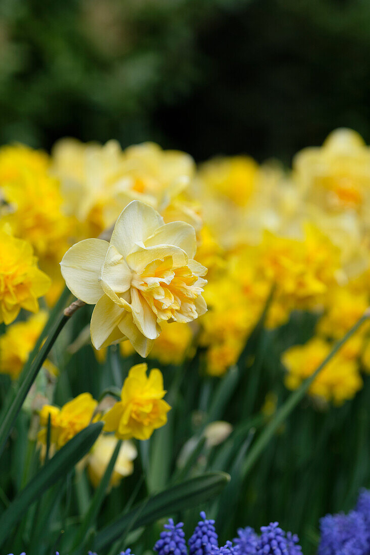 Narzisse (Narcissus) 'Orange Juice', 'Golden Delicious'