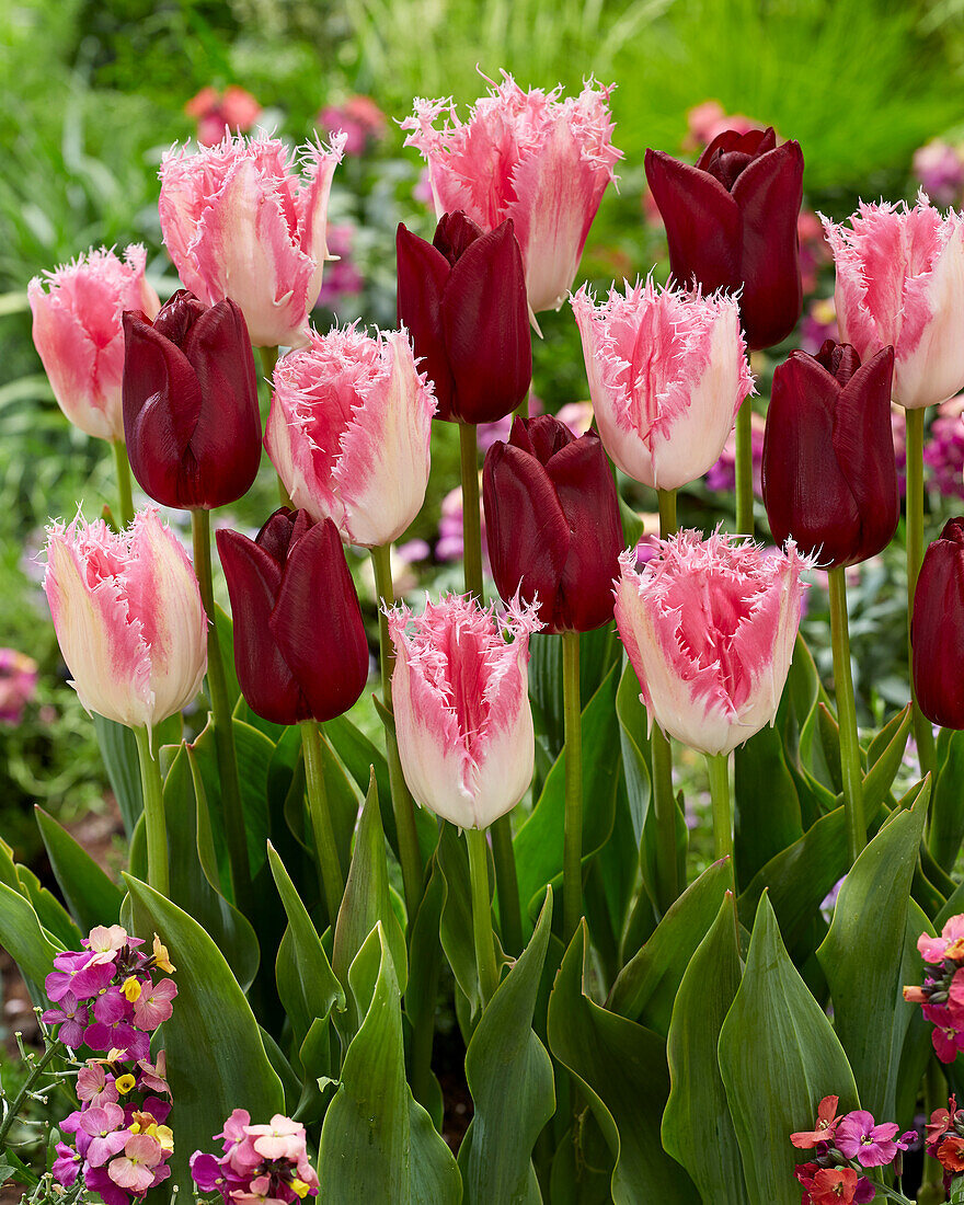 Tulipa Huis Ten Bosch, National Velvet