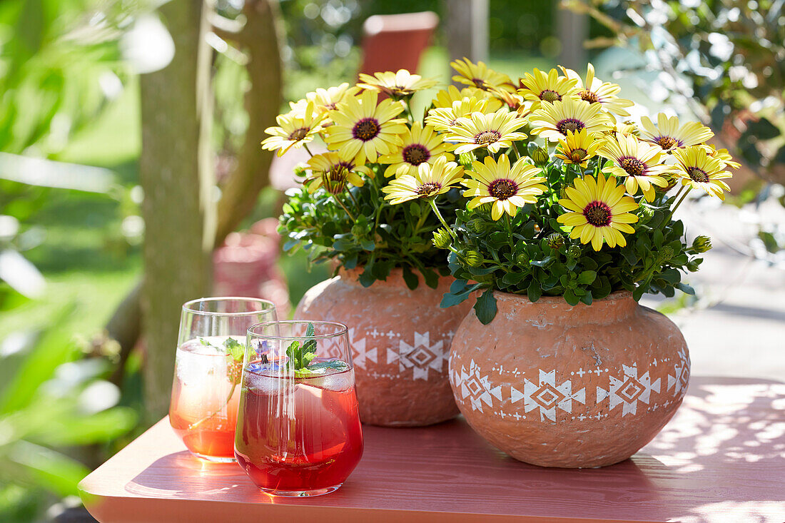 Osteospermum Se?orita Yellow