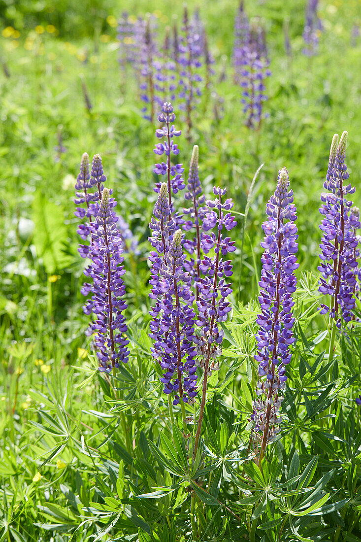 Lupinus