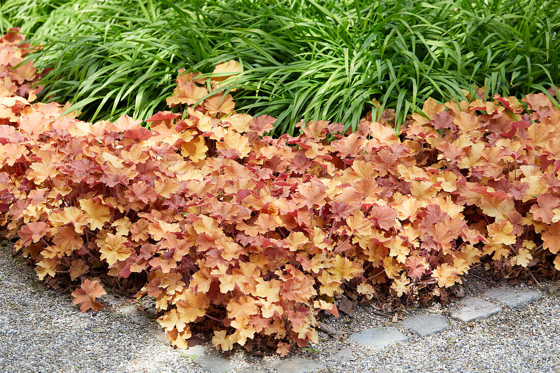 Heuchera